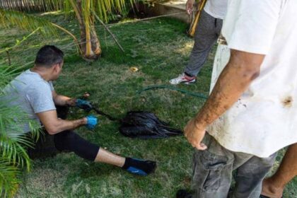 Ambientalistas encienden las alarmas tras confirmar muerte del flamenco encontrado llenó de petróleo en el lago de Maracaibo