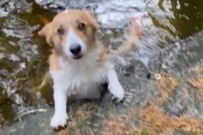 EN VIDEO | Perrito se hace viral tras entablar una extraña amistad con los peces de un estanque