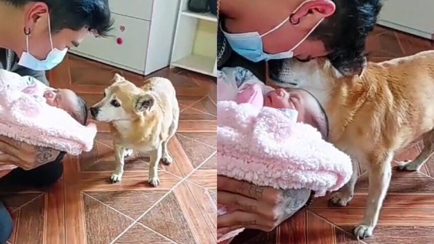 El tierno video viral de una perrita de 17 años conociendo a su hermanita humana recién nacida