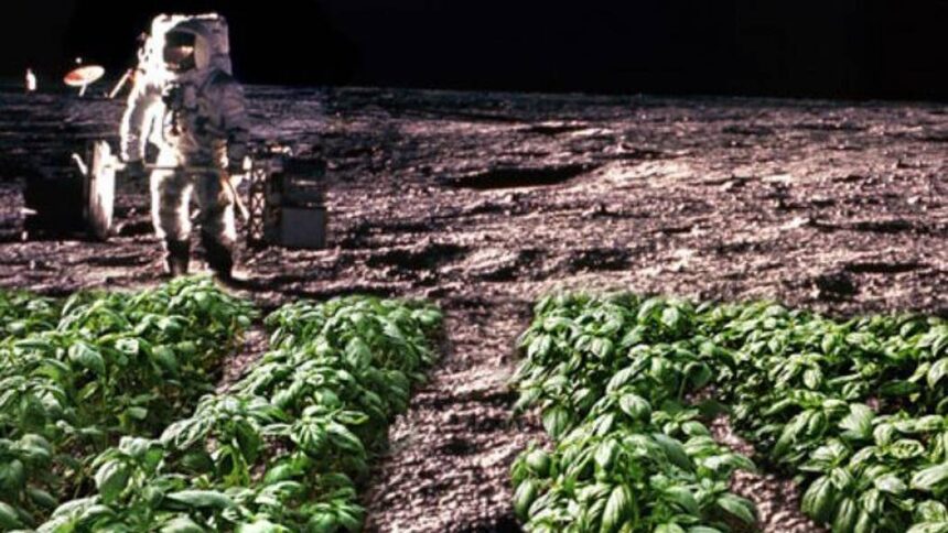 ¿Sembrar plantas en la Luna para 2025? El proyecto que sentará las bases para las colonias espaciales