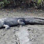 La impresionante foto de un cocodrilo de cuatro metros decapitado en una playa de Australia