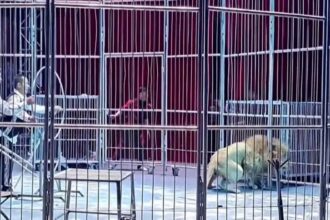 EN VIDEO | El angustiante momento en que dos leones se escaparon en plena función de circo