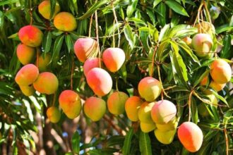 La terrible muerte de un abuelo de 72 años que se subió a una mata de mango en Guárico