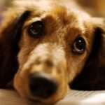 ¿Los perros pueden vivir duelo tras la muerte de sus amos?