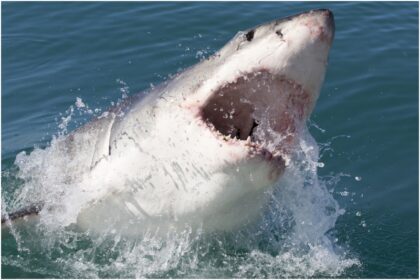 Nadador “golpeó" a tiburón que intentó devorarlo en California y se salvó de milagro