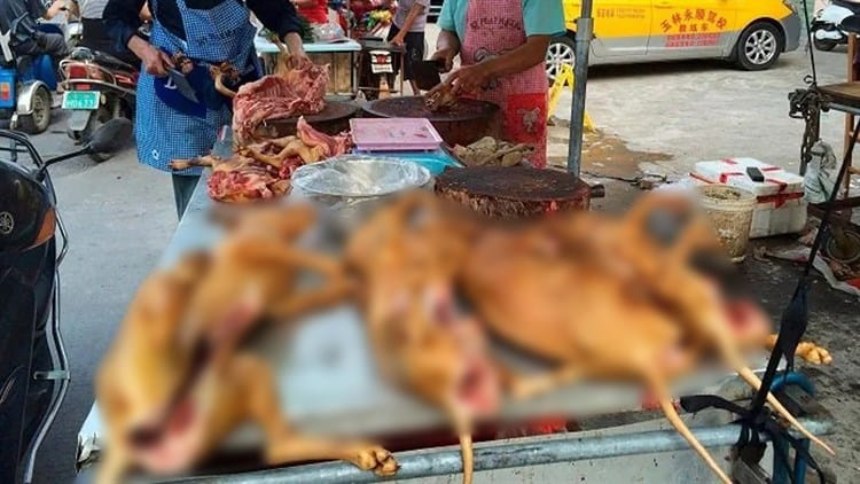 Dueño de restaurante murió tras contagiarse de rabia, vendía carne de perro y gato en su local