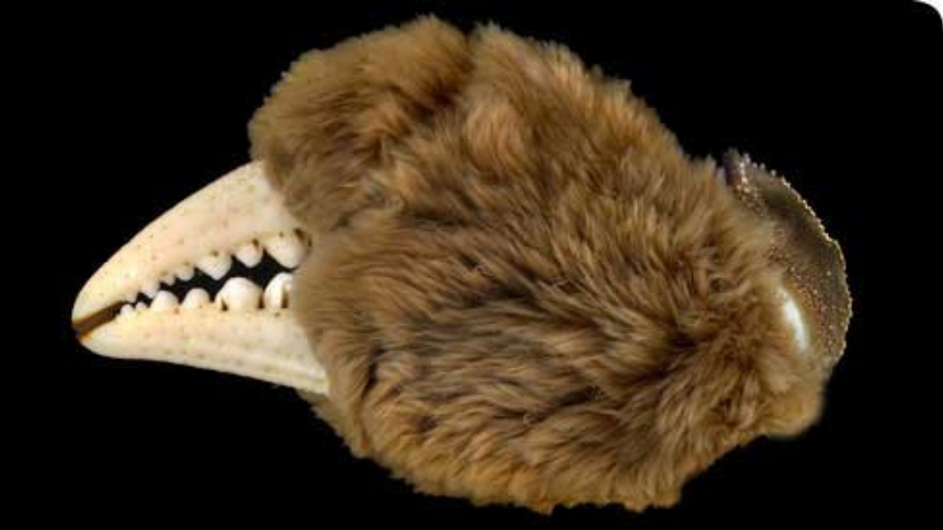 El estado de Oregon (EEUU) confirmó la presencia del cangrejo chino de los mitones (Eriocheir sinensis), una especie invasora que ha generado preocupación entre expertos en conservación.  