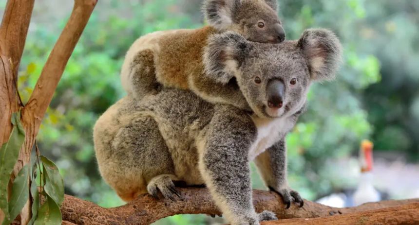 Koalas