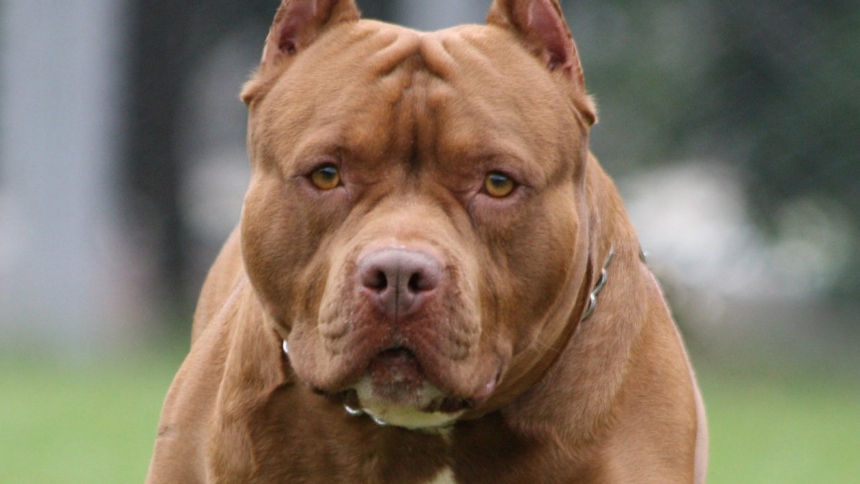 En Reynoldsburg, Ohio (EEUU), un incidente devastador ha generado conmoción en todo país. Avery Russell, una niña de 11 años, fue brutalmente atacada por dos pitbulls mientras visitaba la casa de su amiga llamada Kiera.  