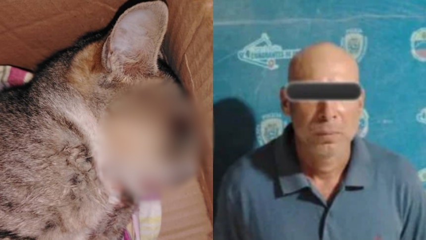 MATURÍN: Estaba borracho y lo que le hizo a un gatito indignó a todo el pueblo