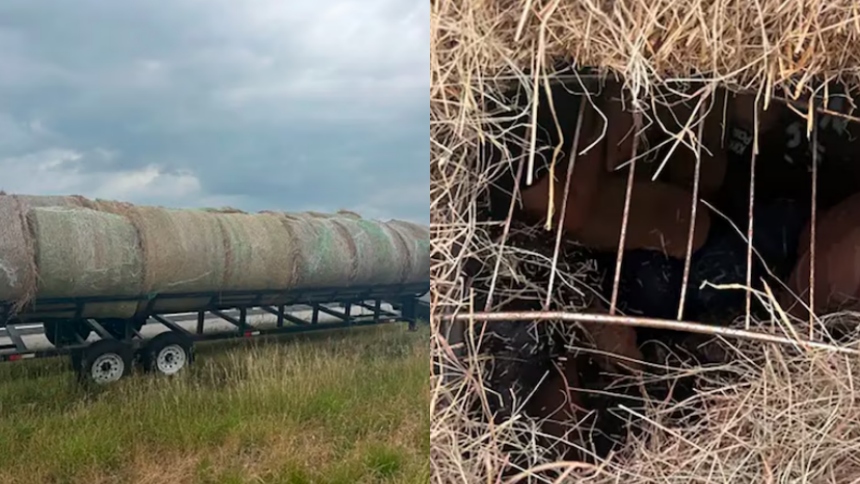 En un operativo de tráfico de personas en Flatonia, Texas (EEUU), las autoridades descubrieron una estrategia de ocultamiento alarmante: 12 migrantes indocumentados fueron hallados dentro de pacas de heno modificadas para esconderlos en espacios confinados.  