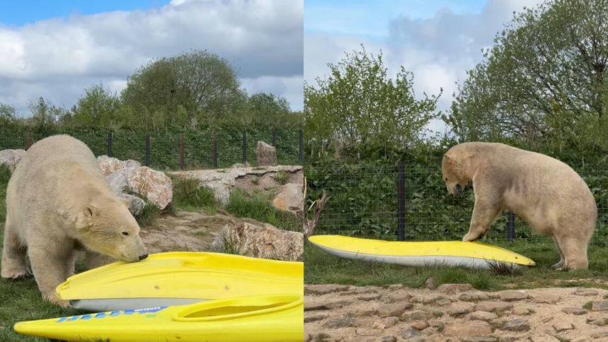 VIDEO: Las maniobras de RCP que volvieron virales a dos osos polares de un zoológico en Inglaterra