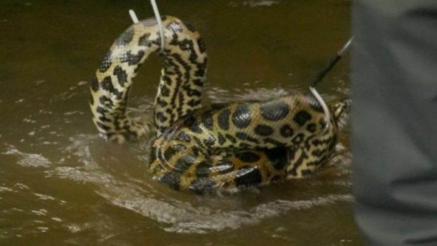 VIDEO: Encuentran a anaconda del Amazonas en un río de Alemania, así fue el espectacular rescate