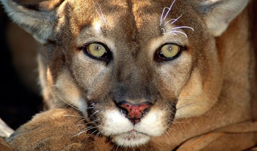Un tranquilo paseo familiar por el Parque Nacional Olympic, en el estado de Washington (EEUU), se convirtió en una escena de horror, cuando un puma atacó a un niño de apenas cuatro años.
