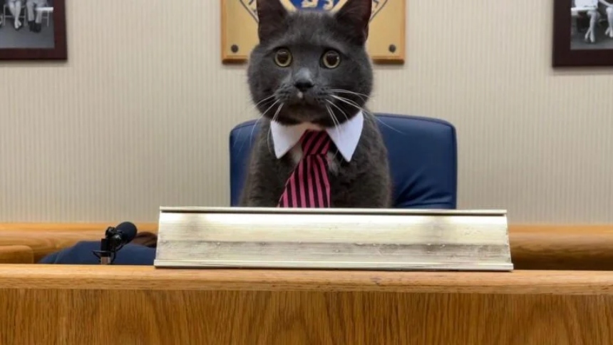 En Somerville, Massachusetts (EEUU), la política ha tomado un giro inesperado y peludo. Una serie de gatos locales compiten por el simbólico puesto de alcalde del Community Bike Path, un sendero ciclista que atraviesa la ciudad y que ahora se ha convertido en el epicentro de una campaña electoral tan divertida como creativa.  