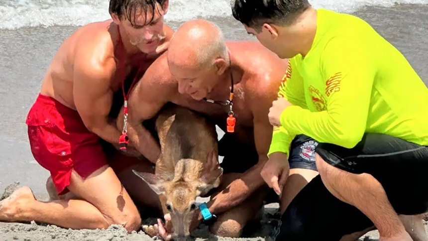 Los socorristas de Flagler Beach, en Florida (EEUU), protagonizaron un rescate poco convencional. Esta vez, no fue un bañista el que necesitó ayuda, sino un pequeño ciervo o venado que, de alguna forma inexplicable, apareció en plena lucha contra las olas.  