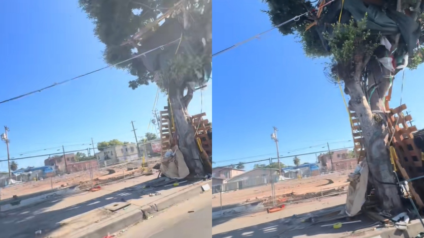 En medio del caos urbano y la creciente crisis de vivienda en Los Ángeles (EEUU), un hombre sin hogar llamado Erick desafió lo común al construir una casa de tres pisos en un árbol.  