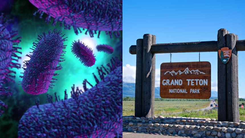 Una inesperada amenaza sanitaria sacude a EEUU y tiene como epicentro el Parque Nacional Grand Teton, en Wyoming, donde Visitantes provenientes de 38 estados de la nación y siete países podrían haber estado expuestos al virus de la rabia tras alojarse en el Jackson Lake Lodge.  