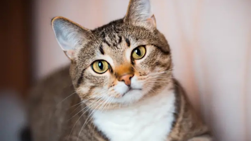 Un caso alarmante ha encendido las alertas sanitarias en Estados Unidos, luego de que un gato doméstico en San Francisco (EEUU) fue sacrificado tras contagiarse con el virus de la gripe aviar H5N1, aparentemente por consumir alimento crudo contaminado de la marca RAWR Raw Cat Food Chicken Eats.  