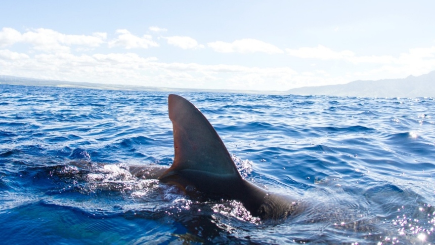 Un día de descanso familiar en los Cayos de Florida (EEUU) se convirtió en una pesadilla este lunes, 1 de septiembre, cuando un niño de ocho años fue atacado por un tiburón mientras practicaba snorkel en el arrecife Horseshoe Reef, cerca de Key Largo. 