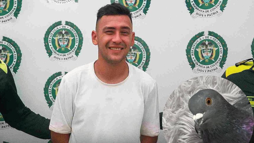 Detenido por decapitar palomas "con sus propios dientes" en una plaza llena de gente