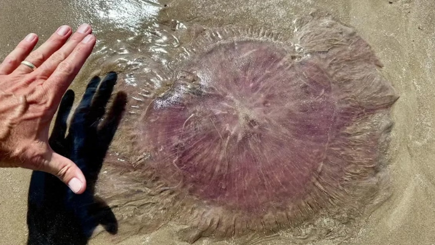 La costa de Texas (EEUU) ha sido testigo de un fenómeno marino inusual que ha encendido las alarmas entre autoridades y bañistas: la llegada masiva de las medusas gigante Drymonema larsoni, conocida popularmente como pink meanie.  