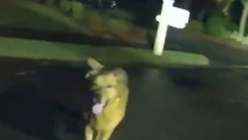 Una historia conmovedora se vivió en la localidad de Shalimar, en Florida (EEUU), cuando Eeyore, un perro de gran tamaño, llevó a la policía hasta su dueña de 86 años, quien había desaparecido tras sufrir una caída durante un paseo nocturno.  