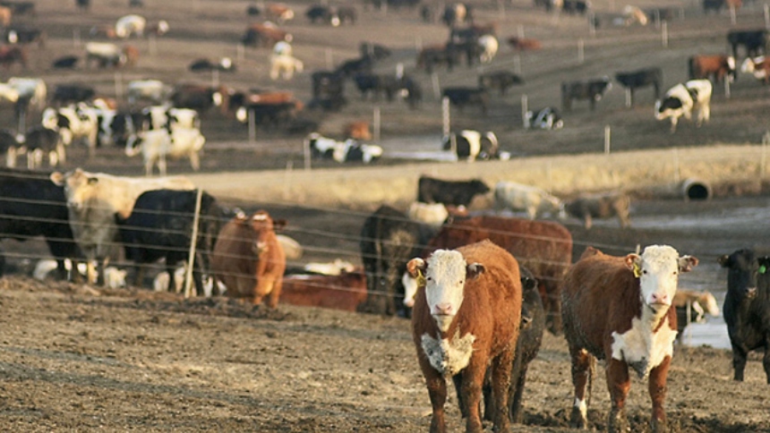 La reciente decisión del presidente de los Estados Unidos, Donald Trump, de cuadruplicar las importaciones de carne bovina desde Argentina desató una ola de indignación entre los ganaderos estadounidenses. 