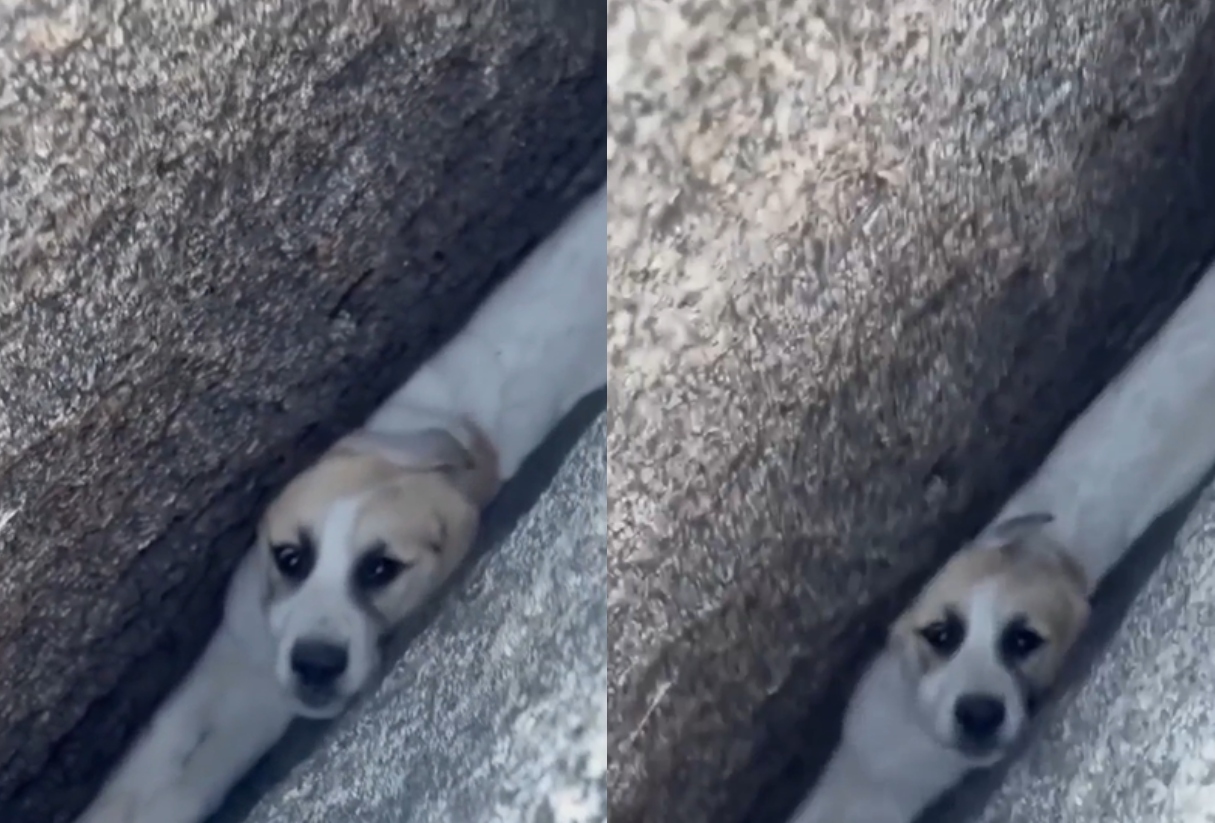 En la localidad de Ramona, California, una escena conmovedora capturó la atención de miles de personas: una cachorra de raza Gran Pirineo, llamada Zoe, fue rescatada tras quedar atrapada entre dos enormes rocas en la propiedad de su dueña. 