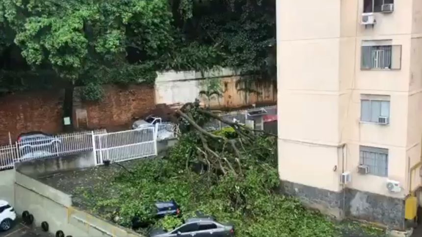 VIDEO: Árbol cayó sobre varios vehículos en El Marqués tras fuertes lluvias registradas este 12-Oct