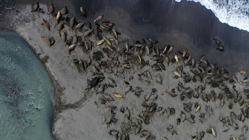 La Antártida, considerada durante décadas un santuario natural casi impenetrable, enfrenta ahora una crisis ecológica devastadora, luego de que se revelara que el virus H5N1, una variante altamente patógena de la gripe aviar, ha llegado a las costas subantárticas y provocó una auténtica masacre entre las focas marinas del sur.  