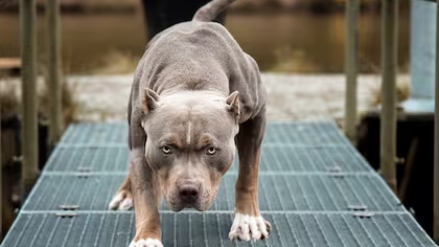 Una residente de Tennessee, identificada como Amanda Mears, vivió un episodio aterrador cuando su perro —una mezcla de American Pitbull y American Staffordshire Terrier— la atacó violentamente dentro de su casa.  