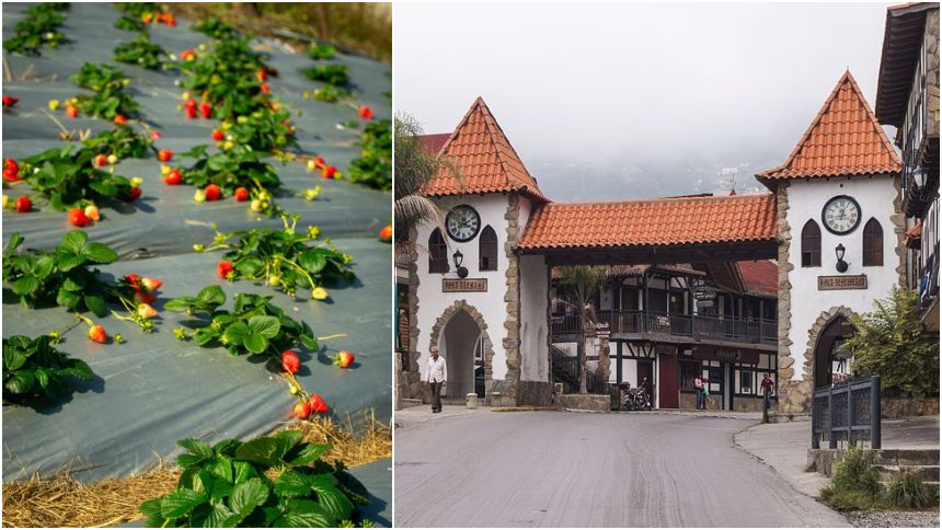 La Colonia Tovar celebrará el primer festival de la fresa 2026